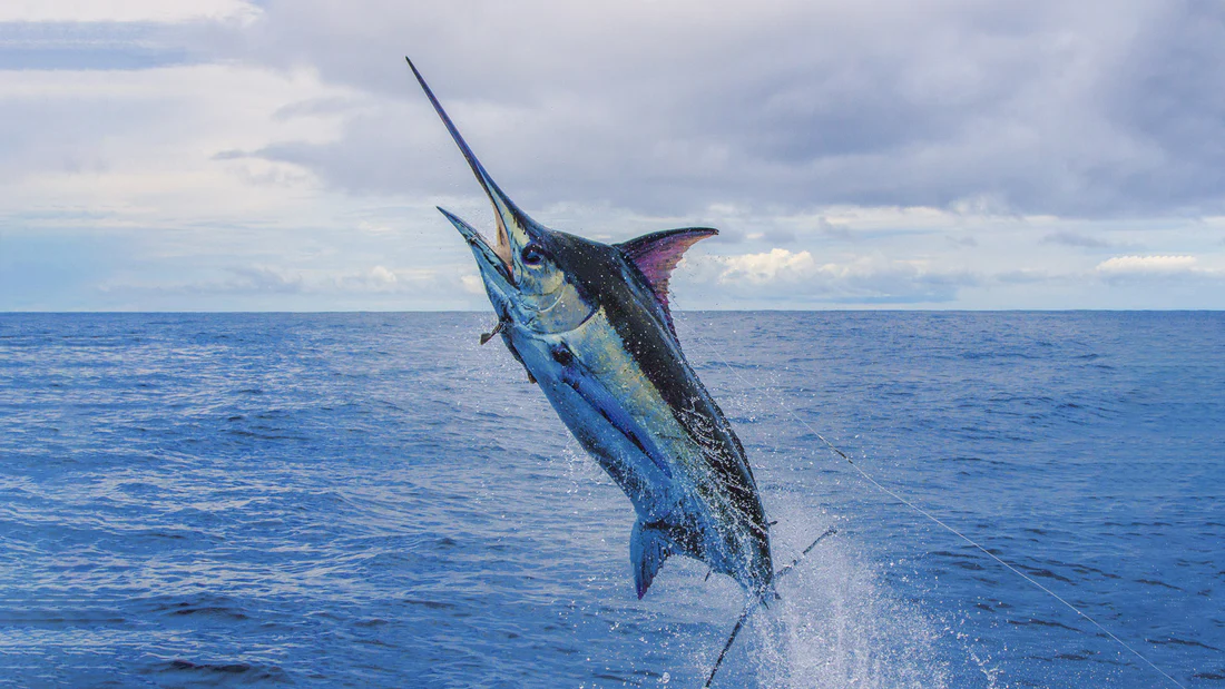 marlin