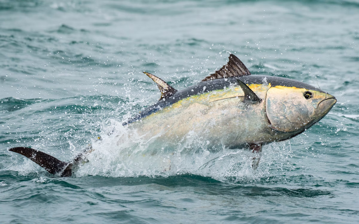 tuna